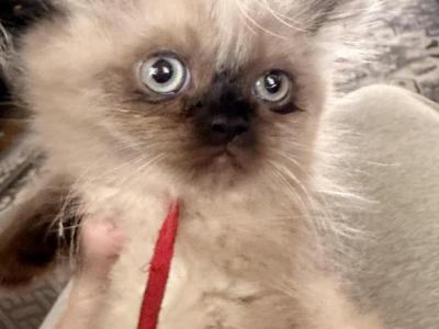 Red Collar - Himalayan - Gallery Photo #1