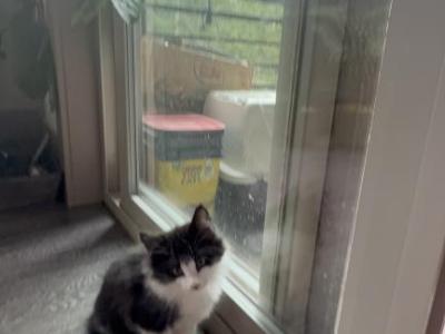 Muffin Kitten - Domestic - Gallery Photo #1