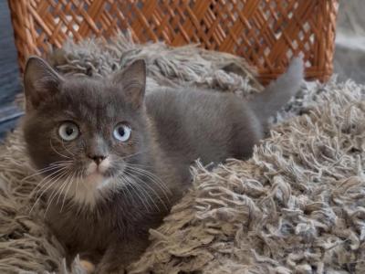 Zeus - Minuet - Gallery Photo #1