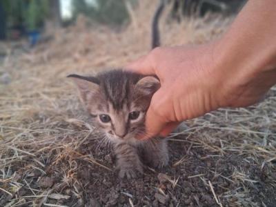 Our Kitties - Polydactyl - Gallery Photo #1