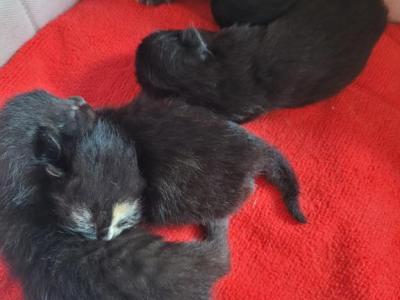 Domestic Long Hair Kittens - American Longhair - Gallery Photo #1