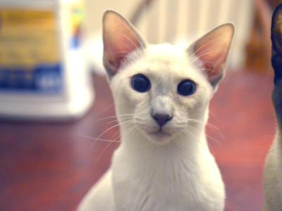 Below Cost Siamese Adults Lilac And Blue - Siamese - Gallery Photo #1