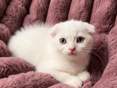 Scottish Fold Male - Scottish Fold - Gallery Photo #1