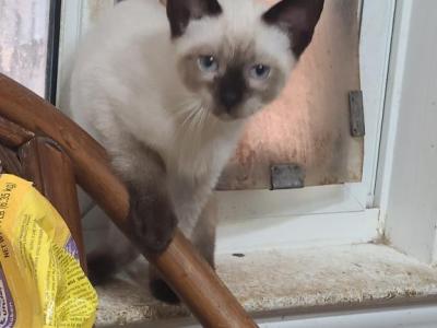 Raven's Seal Points - Siamese - Gallery Photo #1