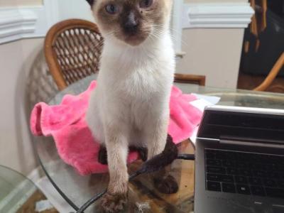 Raven's Seal Points - Siamese - Gallery Photo #1