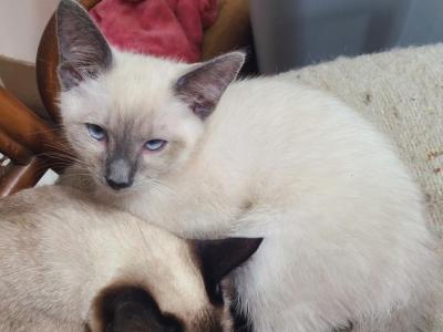 Blue Point Kittens - Siamese - Gallery Photo #1