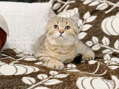 Black Golden Spotted British Shorthair Boy - British Shorthair - Gallery Photo #1