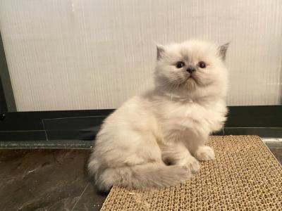 Fabulous Five - Ragdoll - Gallery Photo #1