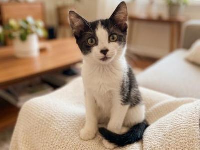 Aura's Kittens - Domestic - Gallery Photo #1