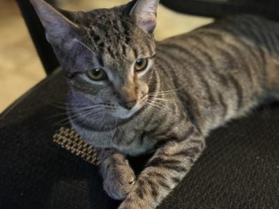 Baby - Manx - Gallery Photo #1
