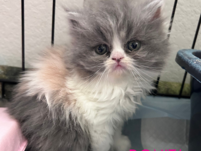 Bonita - Persian - Gallery Photo #1