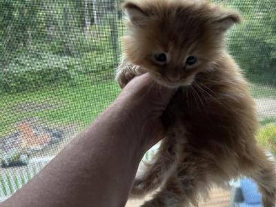 Rex - Maine Coon - Gallery Photo #1