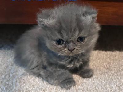 Chicken Little - Persian - Gallery Photo #1