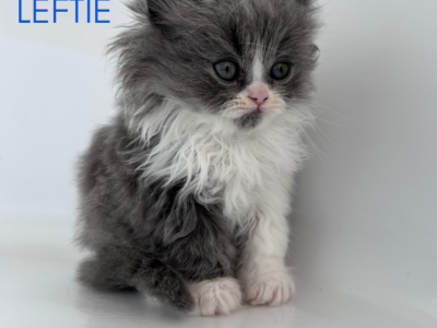 Leftie - Persian - Gallery Photo #1