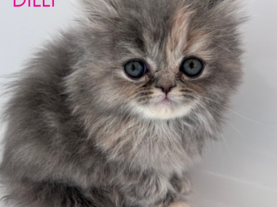 Dilly - Persian - Gallery Photo #1