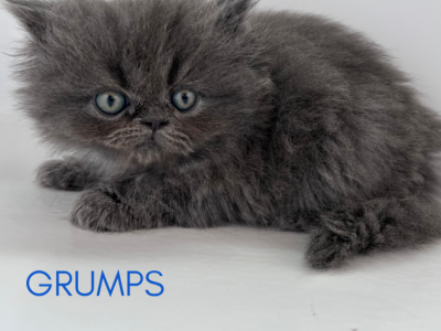 Grumps - Persian - Gallery Photo #1