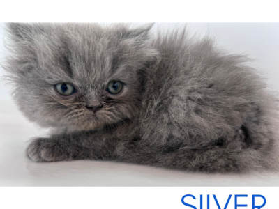 Silver - Persian - Gallery Photo #1
