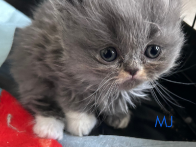 MJ - Persian - Gallery Photo #1