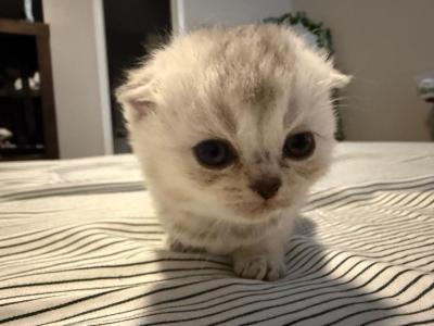 Schwartz - Scottish Fold - Gallery Photo #1