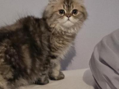 Shaded Male Golden - Persian - Gallery Photo #1