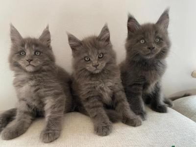 Diva - Maine Coon - Gallery Photo #1