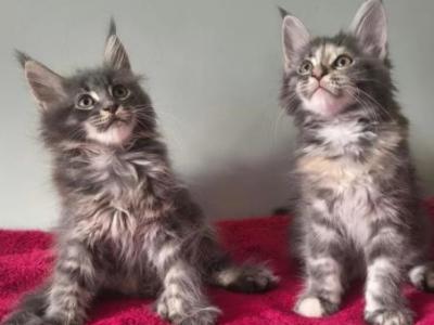 Keen And Diva - Maine Coon - Gallery Photo #1