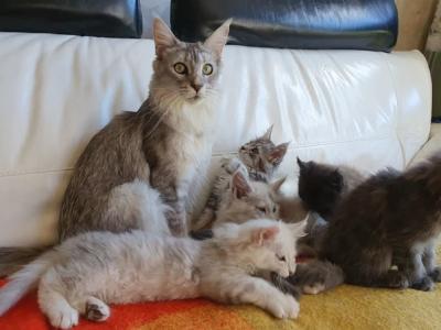TICA REGISTERED GORGEOUS MAINE COONKITTENS - Maine Coon - Gallery Photo #1
