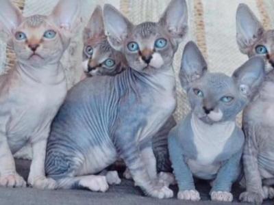 Sphynx Hairless Kittens - Sphynx - Gallery Photo #1