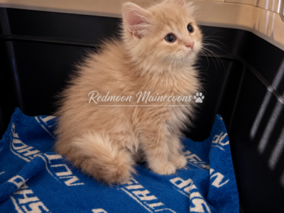 Simba - Persian - Gallery Photo #1