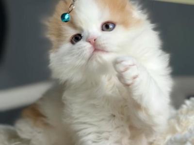 Scottish Fold Kittens For Sale - Scottish Fold - Gallery Photo #1