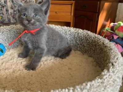 Mixed Breed Kittens - Ragdoll - Gallery Photo #1