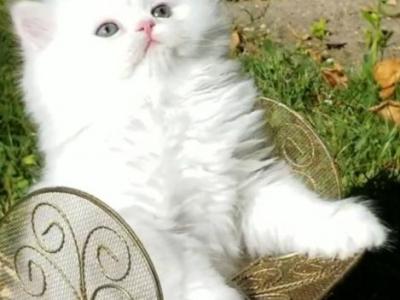 Persian Kittens For Sale - Persian - Gallery Photo #1
