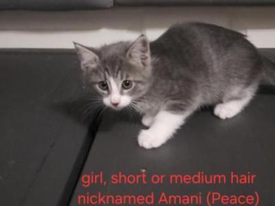 Names Can Be Changed - Domestic - Gallery Photo #1