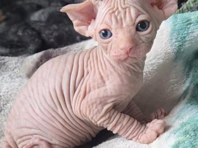 Sphynx Kittens For Sale - Sphynx - Gallery Photo #1