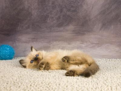 Royal Blue Eyes Ragdolls - Ragdoll - Gallery Photo #1