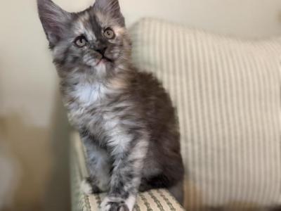 Starlight - Maine Coon - Gallery Photo #1
