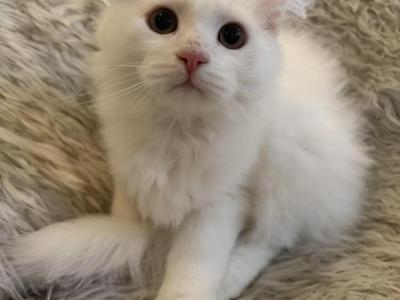 Dumpling Of FirCountry Siberians - Siberian - Gallery Photo #1