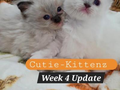 Chloes Kittens - Ragdoll - Gallery Photo #1