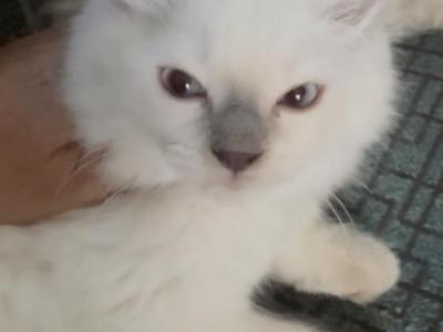 Arwyn - Ragdoll - Gallery Photo #1