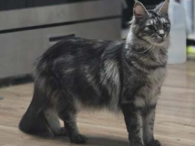 Athena - Maine Coon - Gallery Photo #1