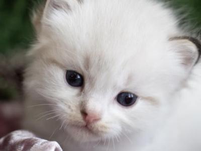 Inez - Ragdoll - Gallery Photo #1