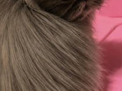 Cfa Blue Persian Kitten - Persian - Gallery Photo #1
