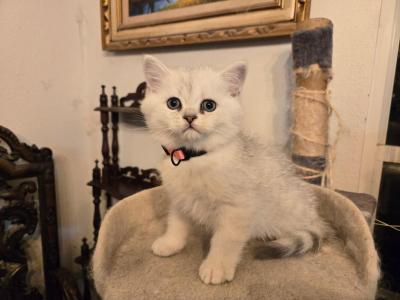 Masha British Kittens - British Shorthair - Gallery Photo #1