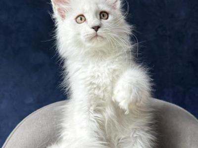 X Ray - Maine Coon - Gallery Photo #1