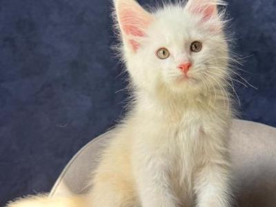 Wyrb - Maine Coon - Gallery Photo #1