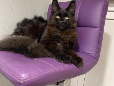 Petrovich - Maine Coon - Gallery Photo #1