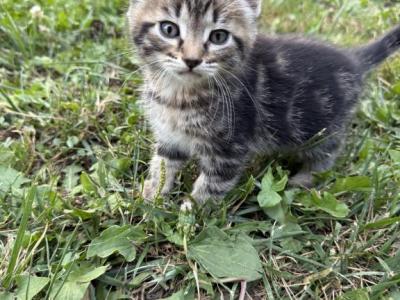 Kitten - Domestic - Gallery Photo #1