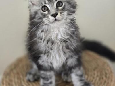 Maine Coon - Maine Coon - Gallery Photo #1
