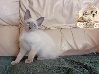 CFA TICA Blue Point Balinese Female - Balinese - Gallery Photo #1