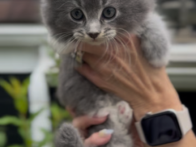 Penelope Litter Kitten 2 - Maine Coon - Gallery Photo #1